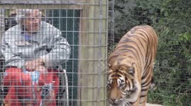 Tiger eyeing up elderly lady in wheelchair meals on Wheels