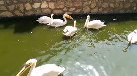Bizzare Pink Pelican Acts Strange In Zoo Lake