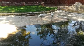 Two White Stork Birds Challenge Stand On One Leg