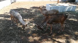 Two Deers Fight Over Alpha Position In Zoo