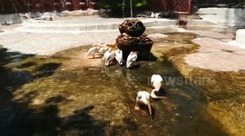 Pink Backed Pelican Take Tan Under Water Fountain