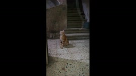 Cat Got Dizzy After Hanged Robe Play