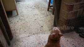 Male Cat Follows Owner Hanged Robe