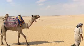 African Camels In Wadi El Rayan The Protected Old Desert