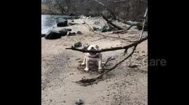 This is the stick I Want