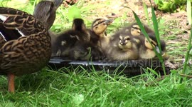 Mummy Duck and 13 ducklings drinking from bowl Cute