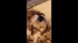 Snoring dog
