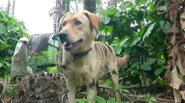 Indian farmer paints his pet dog with tiger stripes to scare off thieving monkeys
