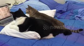 Bored Cats Watch Video Of Bird On Laptop