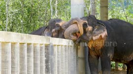 Two retired elephants play over fence