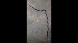 Bizarre hammer-headed worm creature filmed in Vietnam