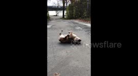 Silly English bulldog walks on air in Sweden