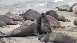 Elephant Seals Playing together