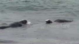 two elephant seals plays together in the Ocean