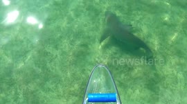 Nervy moment Florida man gets close to dangerous bull shark