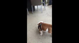 Bulldog, first time with harness