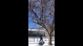 Girl causes ice to fall from tree