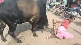 Raging bull goes on eight-hour-rampage in central Indian city, attacking 36 people