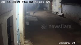Cows, dogs run for their lives as lion strays into residential area in western India