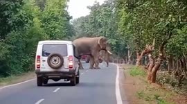 Tusker takes traffic to ransom, charges at vehicles and scares commuters in central India