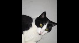 Naughty cat rolls about in glitter after owner has bath-bomb