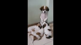 Adorable moment mother dog stands up so all her puppies can suckle