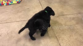 Beautiful moment separated nine-week-old sibling puppies recognise each other at doggie class