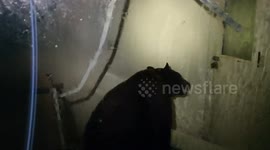 California man documents moment he finds bear living in his laundry room