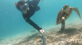 Snorkeler films magical encounter with turtle in Australian waters