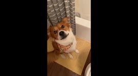 Cat Scares Dog
