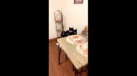 Cat demands dinner