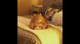 Y’all ever get too tired to blink? Chubby ginger cat stares wide-eyed into camera for one minute straight