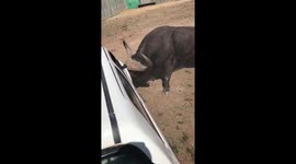 Close call! Scared buffalo attacks car in South Africa