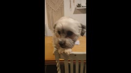 Cute little pooch singing Christmas songs with his owner