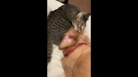 Cute moment US dog wants cat 'brother' to continue grooming her