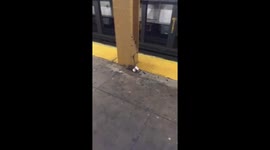 Rat-uchino! Rodent in NYC scampers off with coffee cup