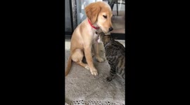 Rogue loves that her cat brother Carl shows his affection for her with lots of licks and a proper grooming.