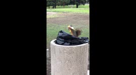 Gains! Sneaky squirrel jumps in trash for protein bar wrapper