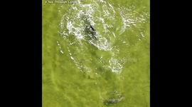 Young dolphin has the zoomies