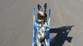 Adorable Cattle Dog Plays the Role of Nanny by Pushing Baby Cattle Dog in Stroller