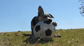 Kronos the CowDog Pup Shows off Soccer Ball Biting Skills with his Favorite Toy