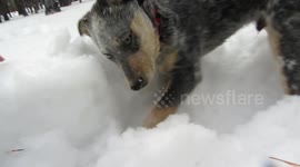 Winter Wonderland: Watch This Adorable Puppy Experience His First Snow Adventure!