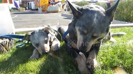 Heartwarming Video of Blue Heeler and Mini-Me Bonding Over Treat Time