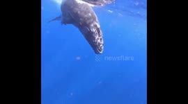 Incredible close encounter of a playful baby humpback whale in Tonga