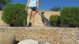 Watch This Adorable Puppy Learn to Heel With Human in Training Video