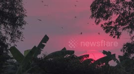 Swallows flying past a tropical sunset.
