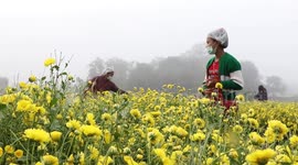 Visitors enjoying chamomile flower garden during cool weather spell in Thailand