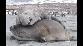 Elephant Seals mating