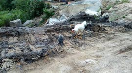 Plucky sparrow takes on chicken four times its size to protect her nest