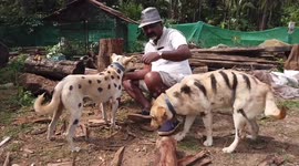 What an idea! Indian farmer paints his pooches like a tiger and cheetah to keep his farm safe from raiding monkeys in Southern India.